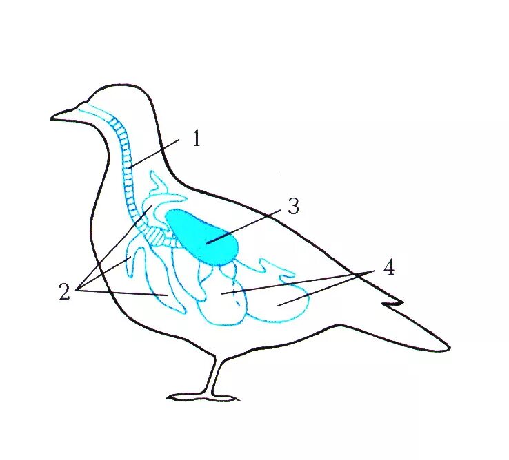 Дыхание птиц воздушные мешки. Схема дыхательной системы птицы. Схема дыхательной системы птицы рис 158. Система органов дыхания птиц схема 7 класс. Дыхательная система птиц 7 класс биология.