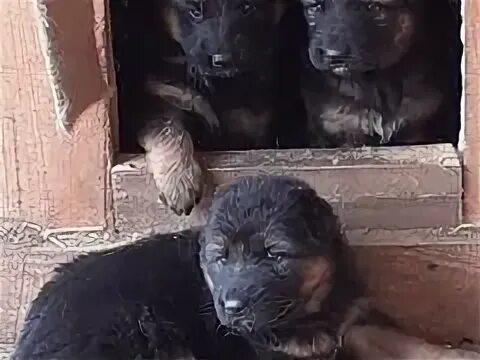 Щенки тюменская область. Щенки тюменская область