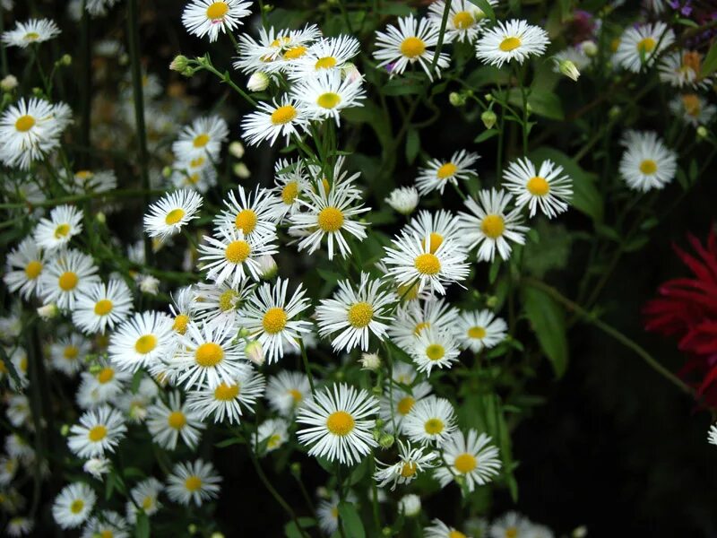 Нивяник поповник. Erigeron annuus. Ромашка мелкоцветковая. Нивяник Луговой.