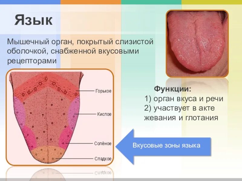 Кончик языка лучше различает. Вкусовые рецепторы на языке. Строение здорового языка. Рецепторы языка человека.