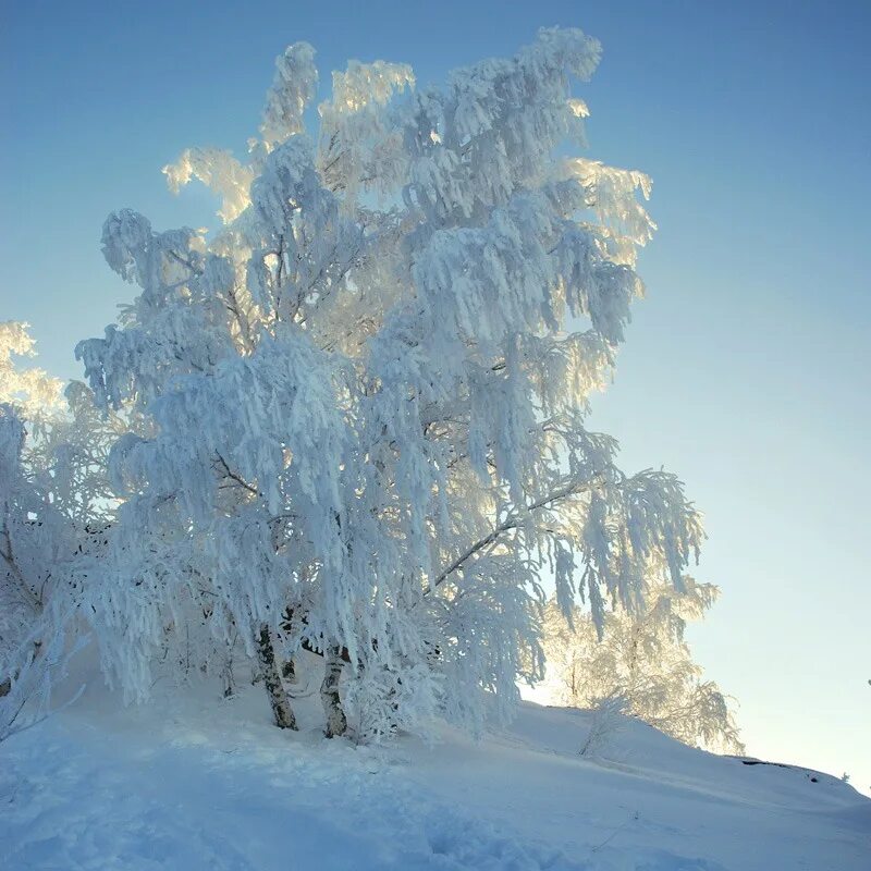 белоснежный снег. белая зима авторы. белая зима авторы. белая зима авторы. белая зима.