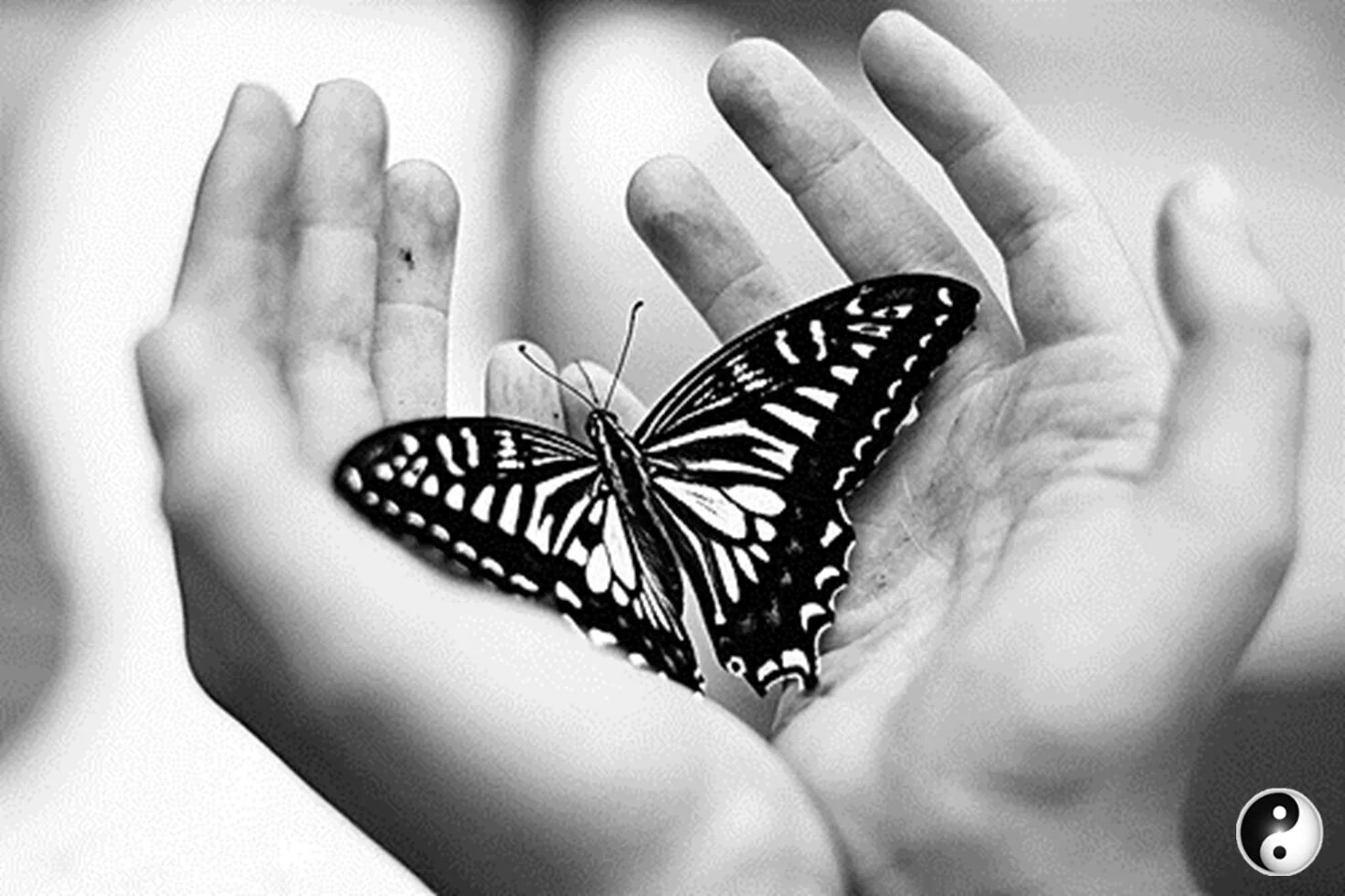 Где взять бабочек. Бабочка на ладони. На руку бабочка. Бабочка в ладошках. Бабочка в твоих руках.