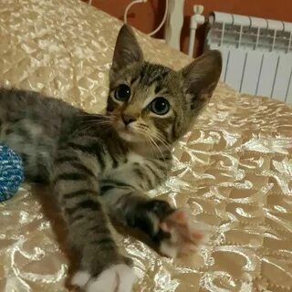 Юла котята