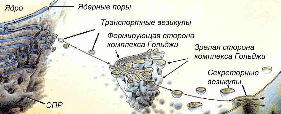 Образование лизосом в комплексе Гольджи. Эндоплазматическая сеть образование лизосом. Строение ЭПС И комплекса Гольджи. Транспорт веществ в комплексе Гольджи. Лизосомы транспорт веществ