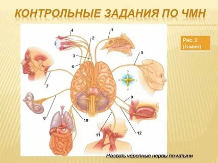 Низшие черепные