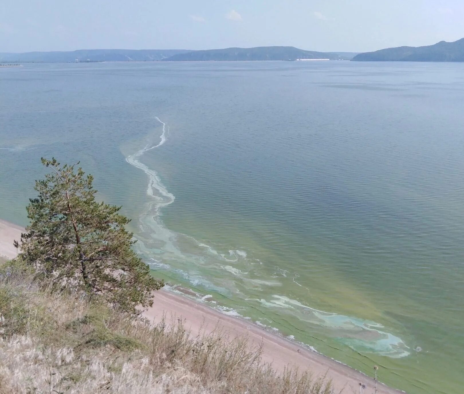 Вода в реке волга в самаре. Волга Самара зелененький. Река Волга в Самаре. Цветение Волги в Самаре. Отдых на Волге.