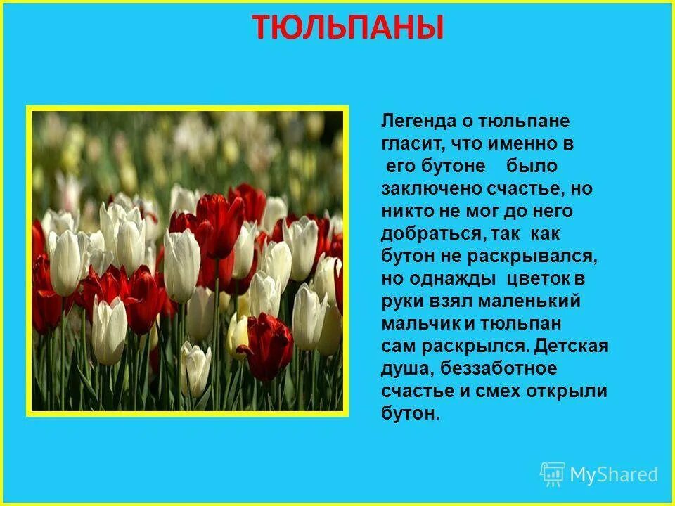 Тюльпан текс. Легенды о растениях весеннего цветника. Рассказ про цветок тюльпан для 2 класса. Мифы о цветах. Легенды связанные с весенними цветами.