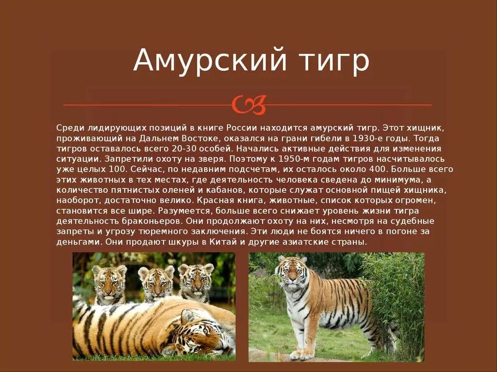 Рассказ про тигра биология 5 класс. Рассказ при Амурского Тигоа. Амурский тигр из красной книги. Рассказ про Амурского тигра.
