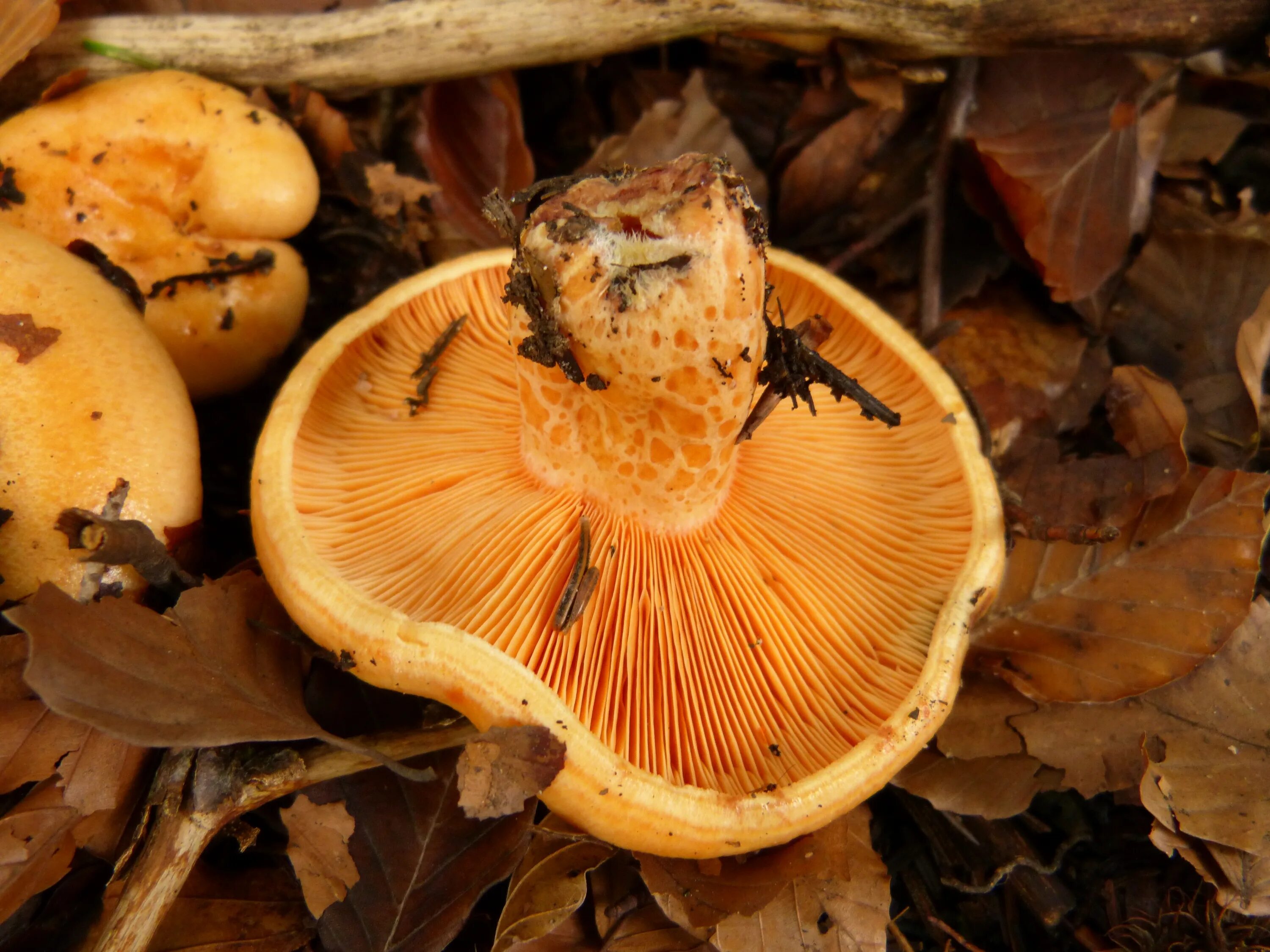 Пластинчатая шляпка. Пластинчатые съедобные грибы. Phylloporus Pelletieri. Грибы с пластинчатой шляпкой. Пластичные грибы съедобные.