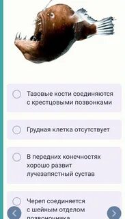 Выберите характеристики изображенного организма ответ