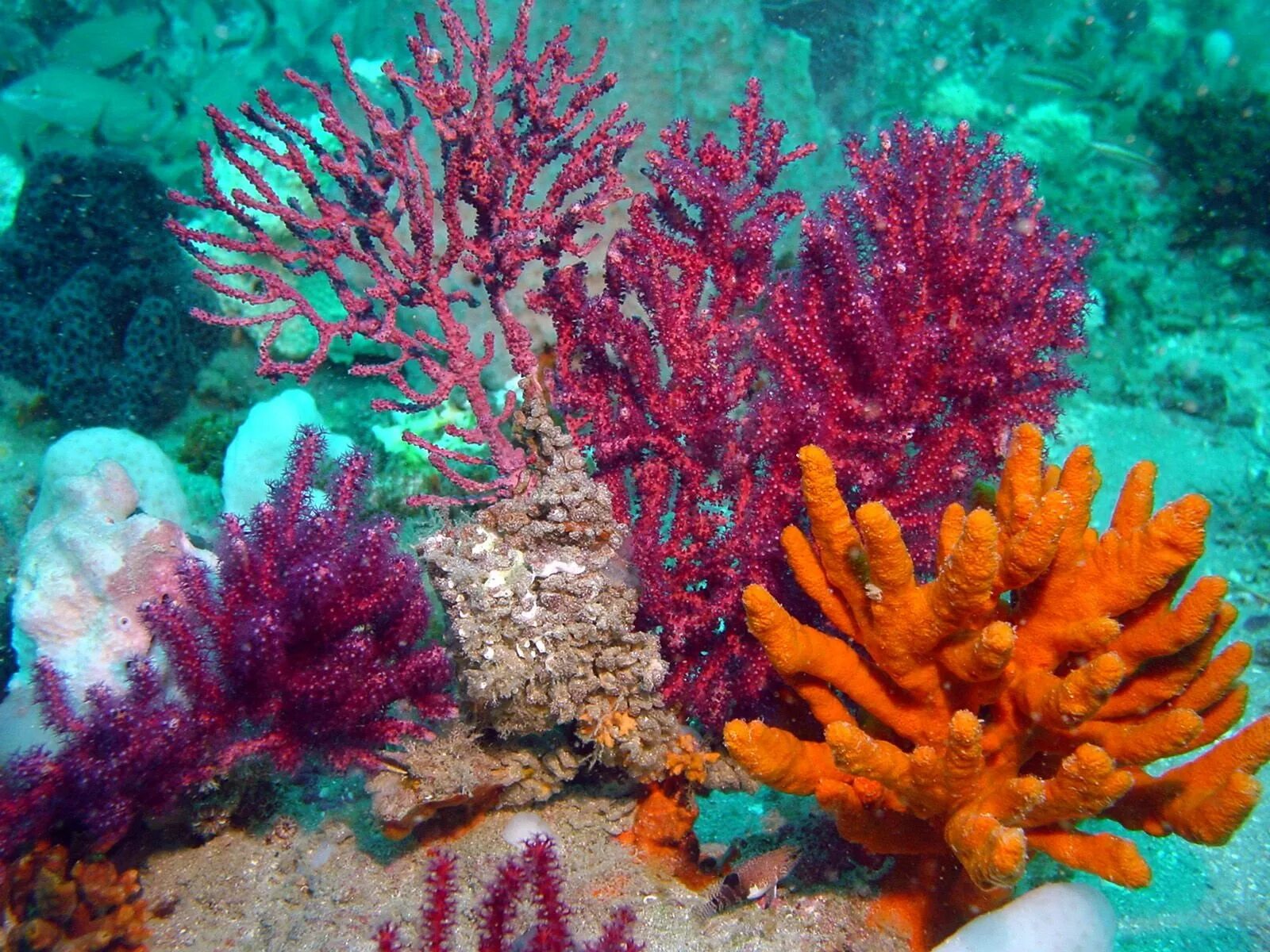 Коралловые рифы описание. Риф Туббатаха Филиппины. Морской парк на рифах Туббатаха. Коралловый риф Туббатаха. Водоросли кораллового рифа.