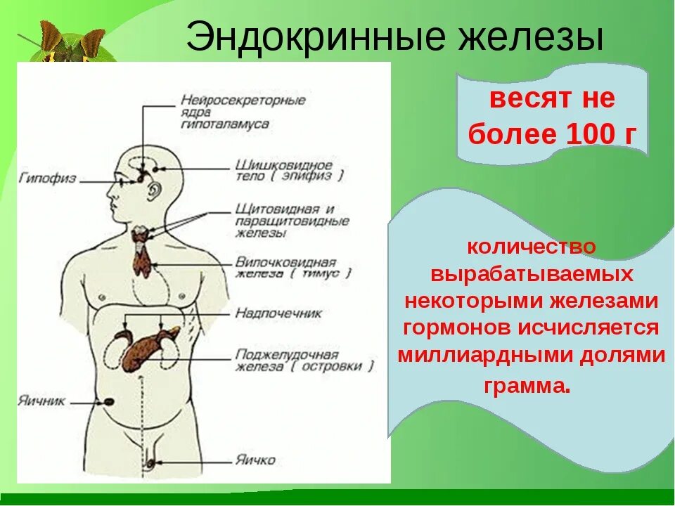 Тест гормоны 8 класс. Железы внутренней секреции 8 класс. .Система желез внутренней секреции. Функции. Железы эндокринной системы и их функции. Таблица расположение желез внутренней секреции.