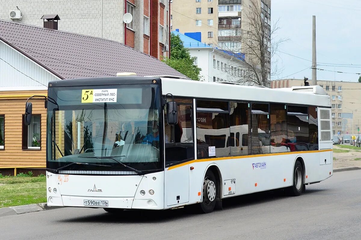 МАЗ 203 Воронеж. Воронежский автобус 68тс. МАЗ 203 Воронеж новые. Автобус 136.