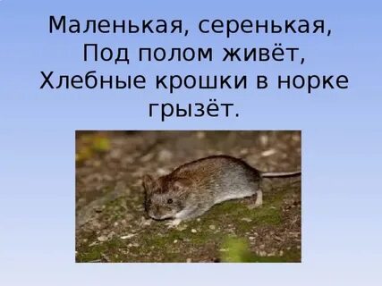 Мышка спряталась под норку и грызет тихонько
