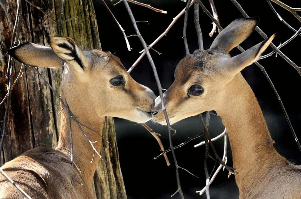 Animal couple. Животные парочки. Нежность животные. Любовь животных. Поцелуи животных.