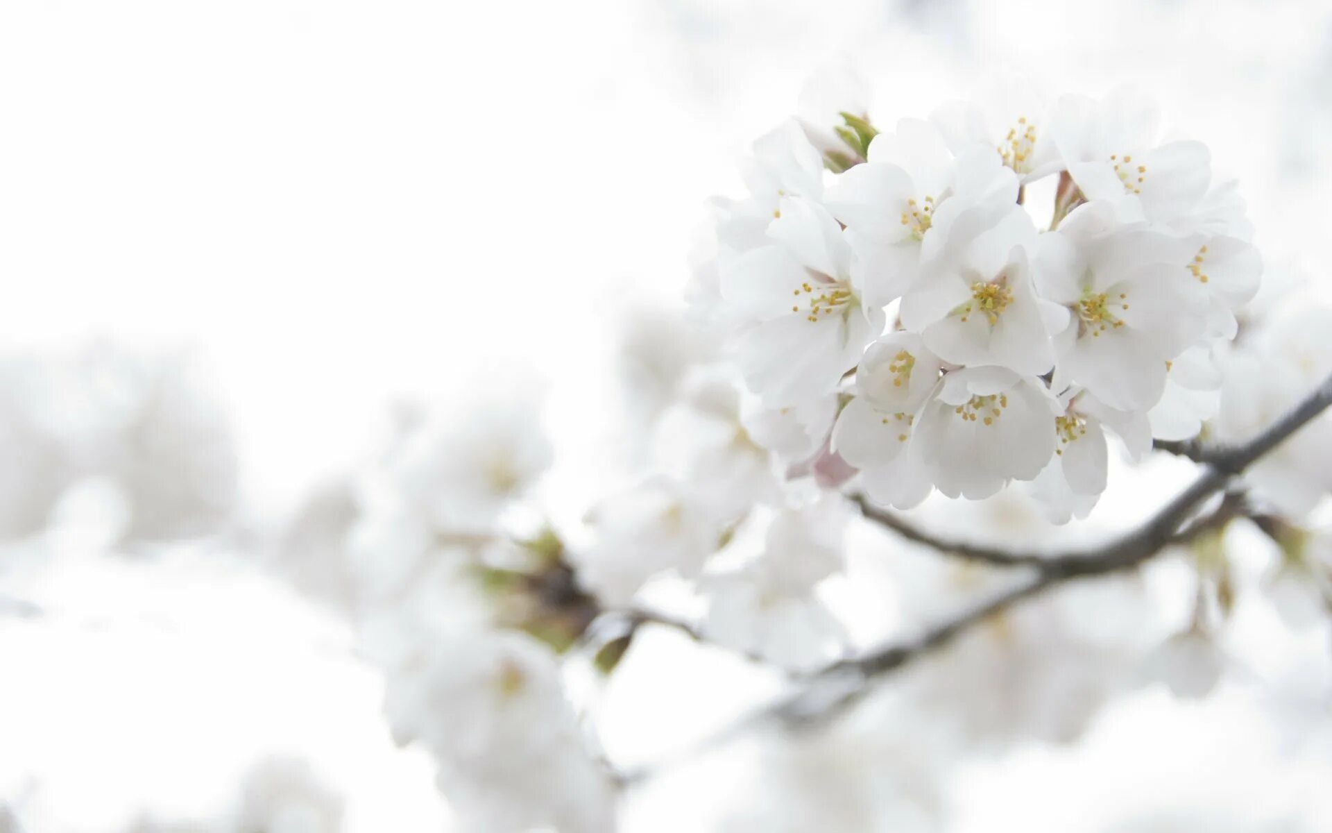 White blossoms. Весенний фон. Белые цветы. Весенние цветы. Цветущая вишня.