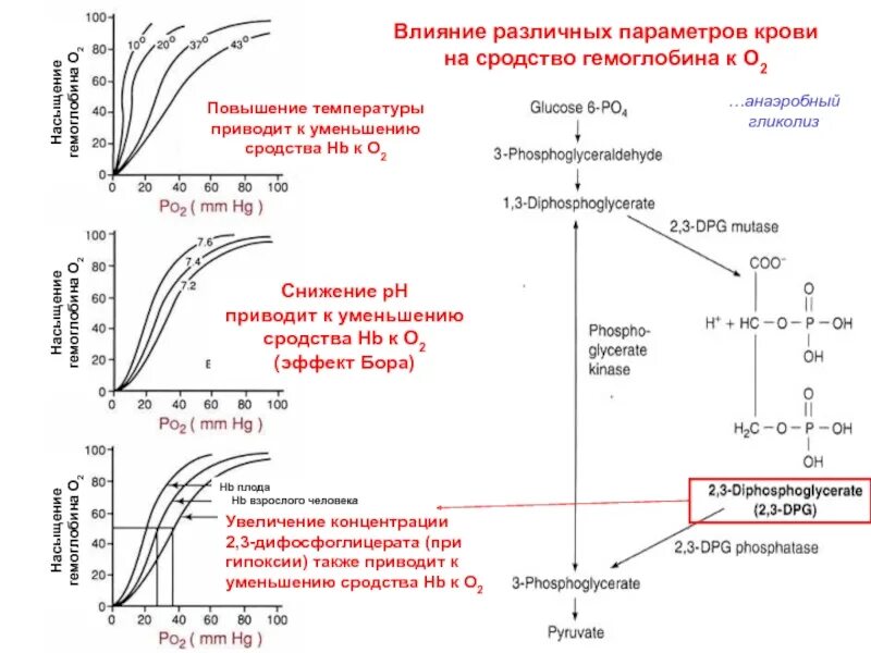 Увеличение кислорода в крови. Факторы ,влияющие на сродство гемоглобина гемоглобина к кислороду. Факторы влияющие на аффинность гемоглобина к кислороду. Влияние co2 на сродство гемоглобина к кислороду. Факторы увеличивающие сродство гемоглобина к о2.