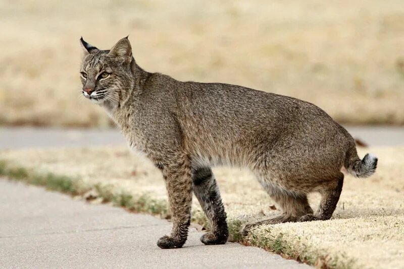 Рыжая Рысь. Bobcat. Bob Cat. Рысь на задних лапах. Модель рыси