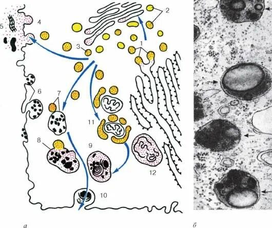 Лизосомы цитология строение. Схема лизосомы клетки. Лизосома схематичный рисунок. Схема внутриклеточного пищеварения с участием лизосом. Объект лизосома центриоль процесс внутриклеточное пищеварение