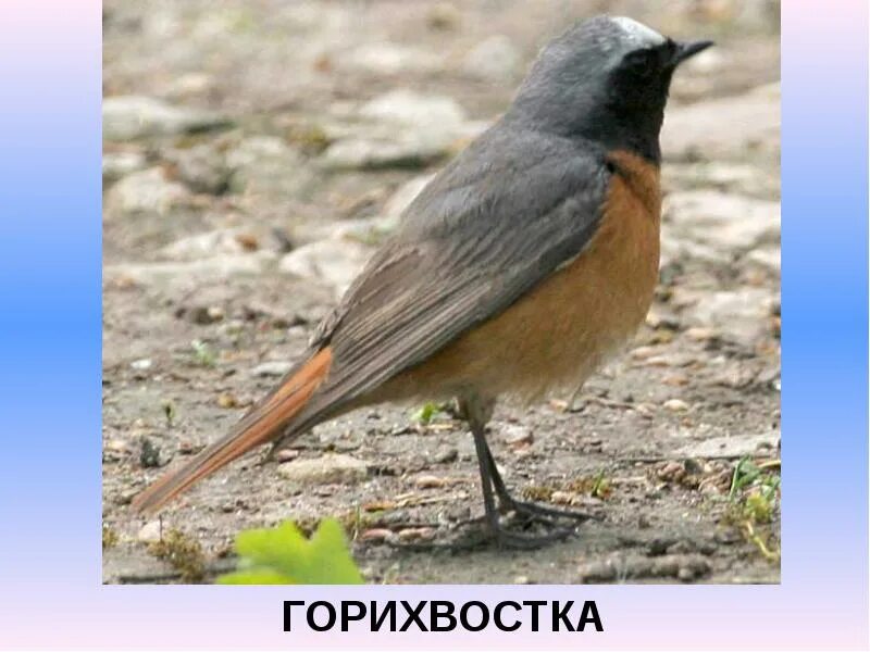 Седоголовая горихвостка. Синица горихвостка. Черноголовый чекан горихвостка. Маленькая птичка с белым пятном на голове. Обыкновенная горихвостка (phoenicurus phoenicurus).