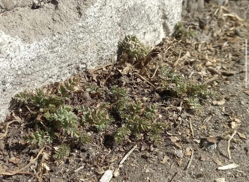 Фотография Plants, Garden