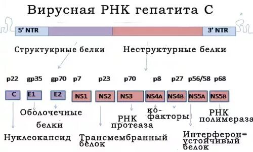 Гепатит с определение рнк