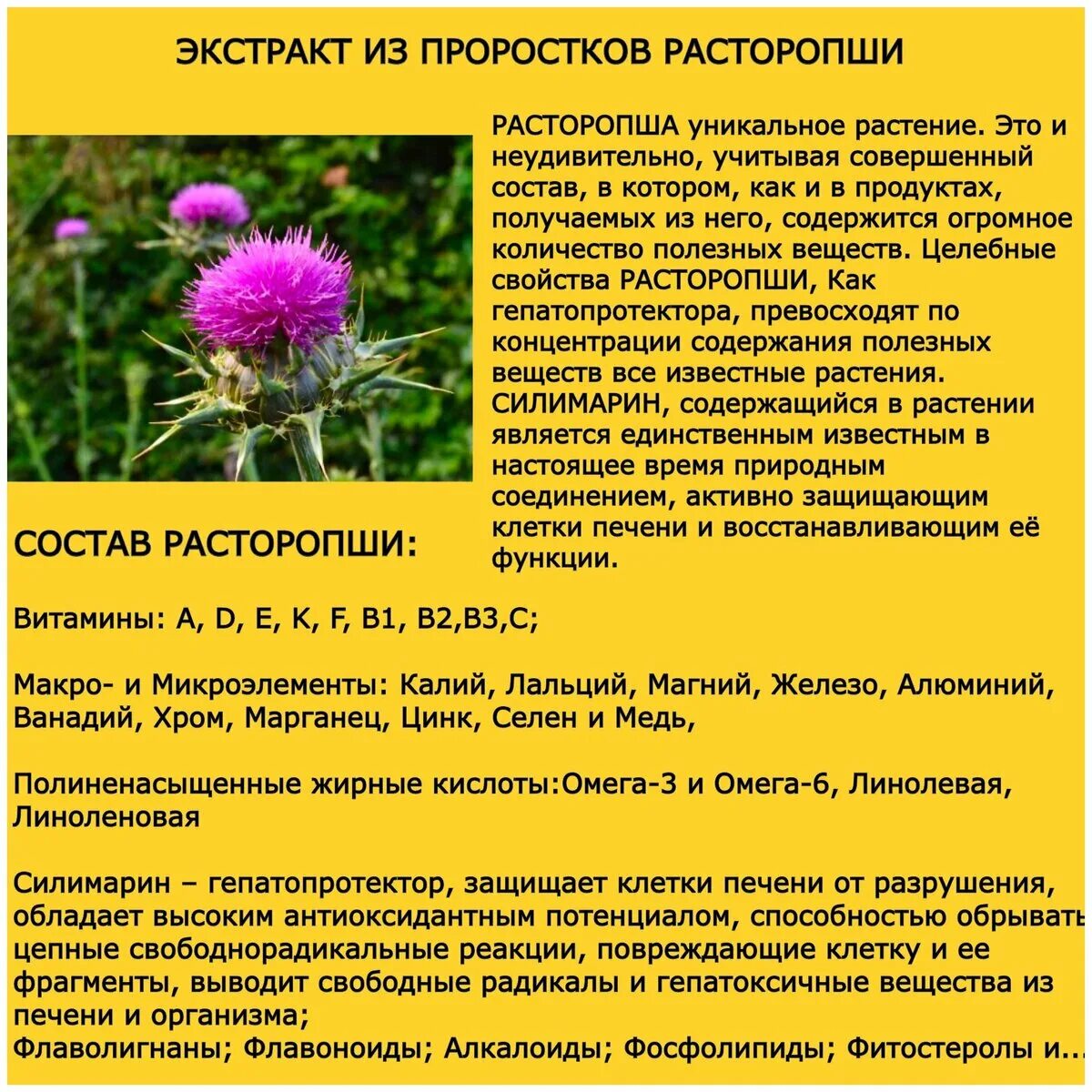 чай из расторопши. расторопша для печени как приготовить. мед из цветков расторопши. расторопша для печени как приготовить. расторопша для печени как приготовить.