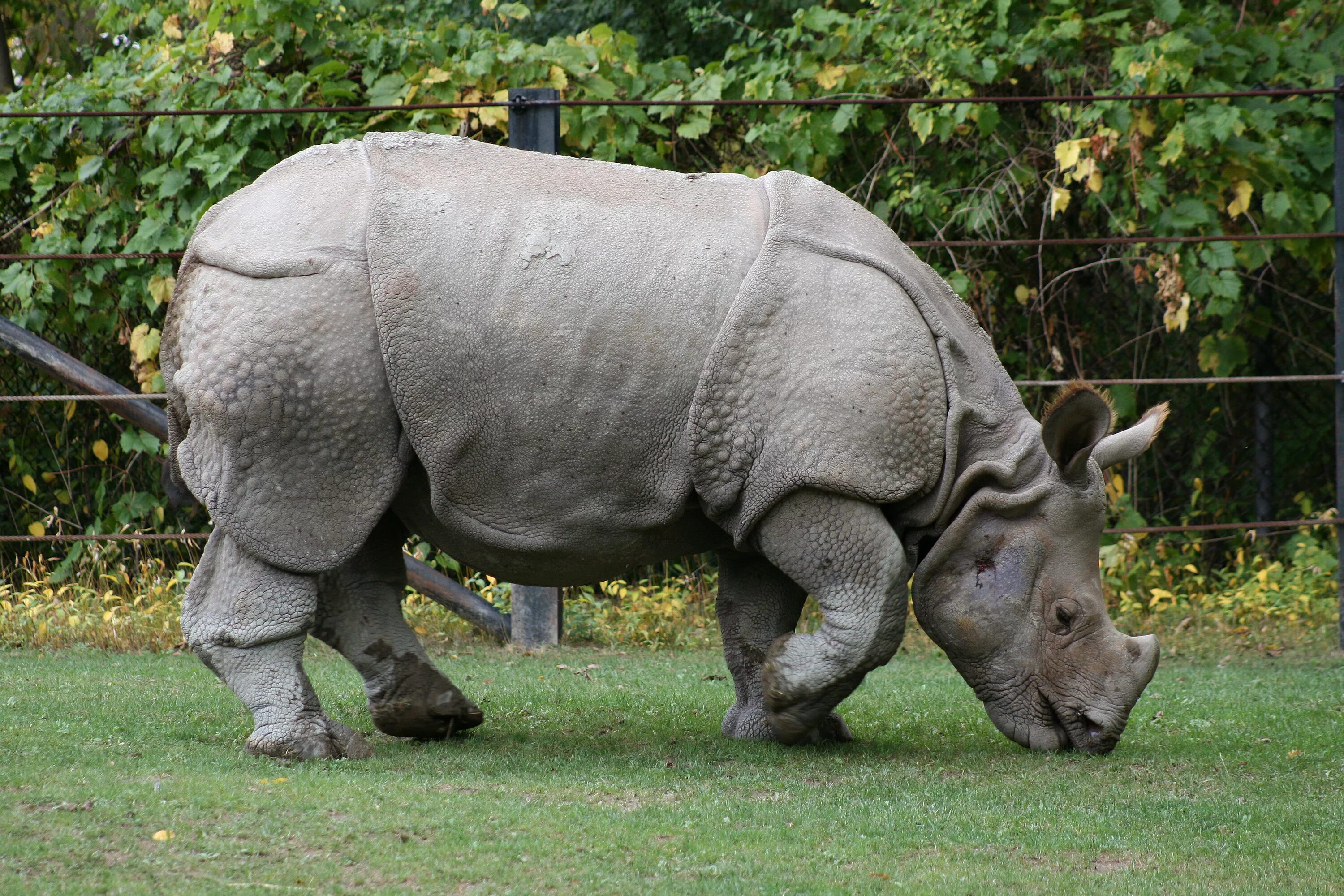 Самые большие животные список. Инди́йский носоро́г[1] (лат. Rhinoceros unicornis). Яванский носорог. Индийский и яванский носорог. Непарнокопытные индийский носорог.