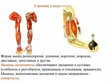 Мышцы длинные широкие короткие