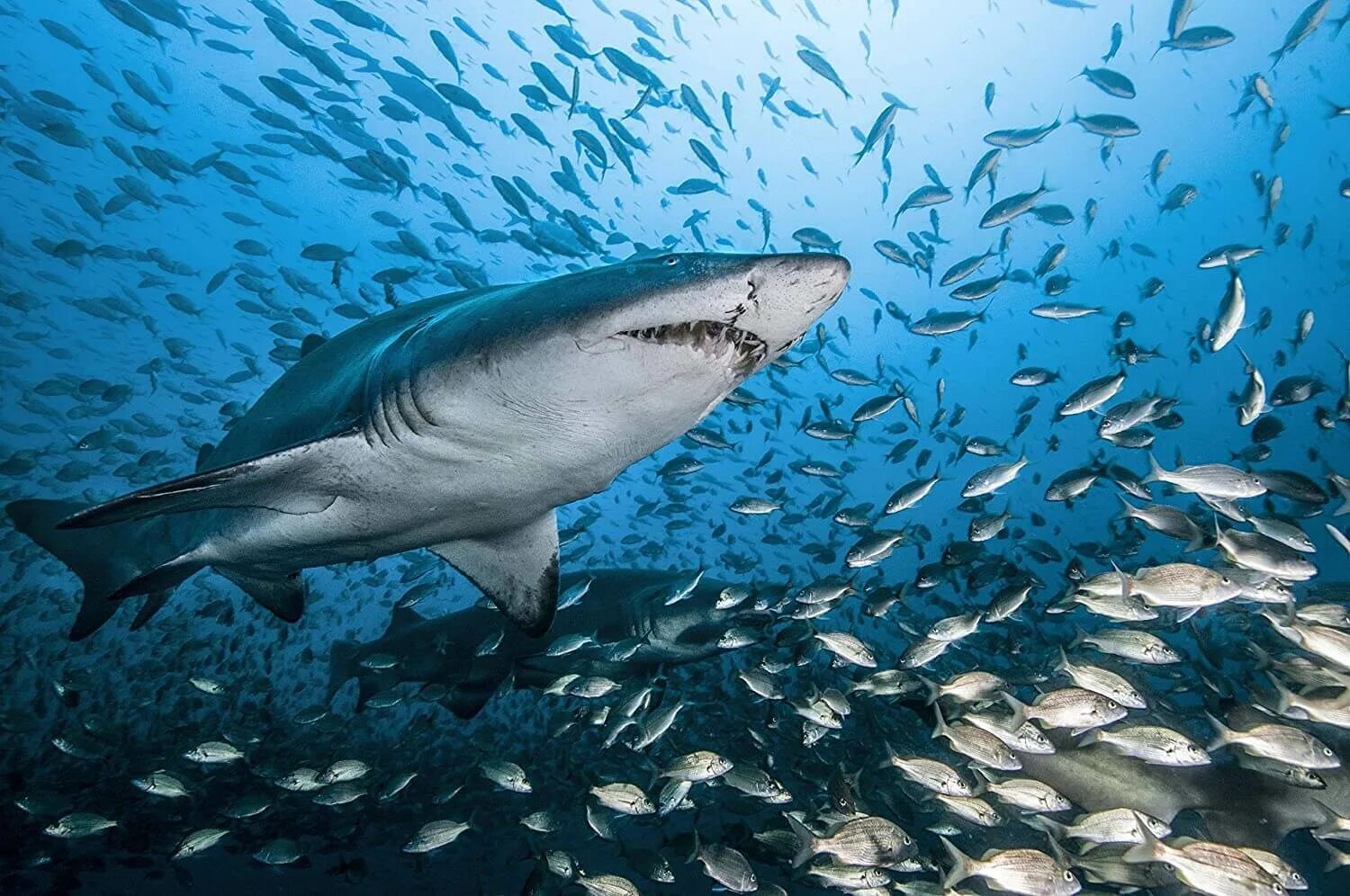 Большая белая акула (Уоррен Уайт). Carcharodon carcharias. Рыба акула. Лососевая акула. Акула в пресной воде