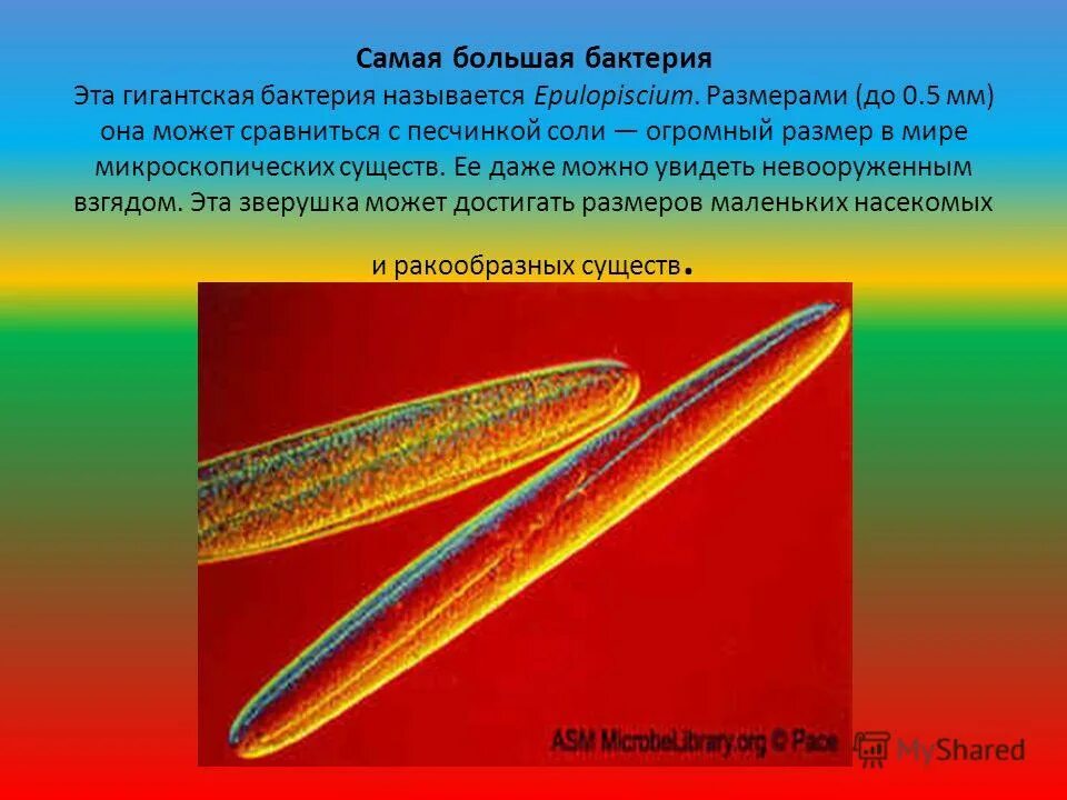 самый большой микроб. самая большая бактерия. самая большая бактерия. жук тихоходка. самая большая бактерия.