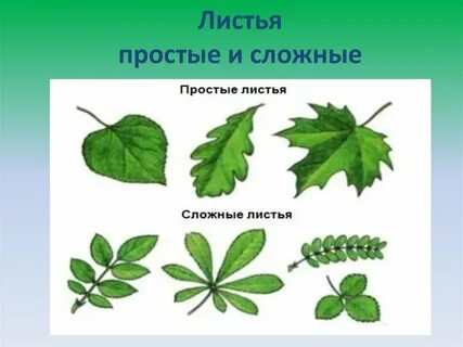Пример простых и сложных листьев
