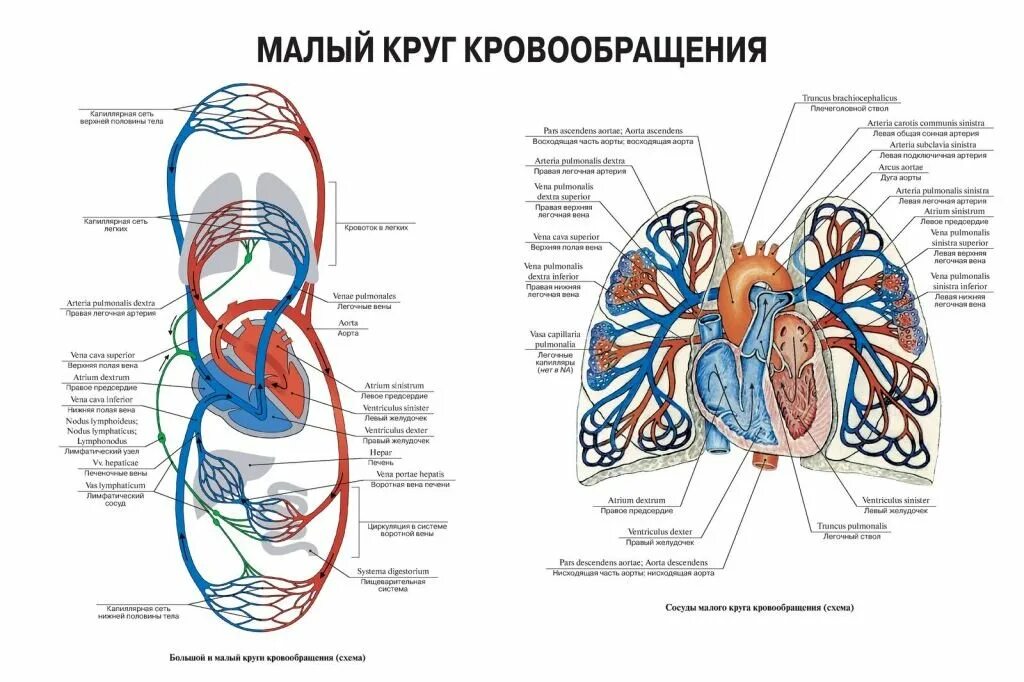 Большой и малый круги кровообращения у человека анатомия. Схема малого круга кровообращения анатомия. Малый круг кровообращения легкая схема. Вены большого круга кровообращения схема. 3 отдела кровообращения