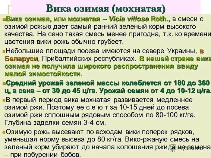 Вика яровая семена. Люпин сидерат. Вика яровая сидерат. Бобовые сидераты. Вика сидерат фото.