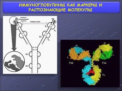 Иммуноглобулин рисунок