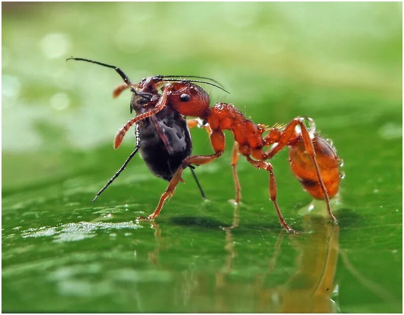 Рыжий муравей питание. Рыжая мирмика муравей. Перепончатокрылые муравьи. Муравьи хищники. Что едят муравьи.