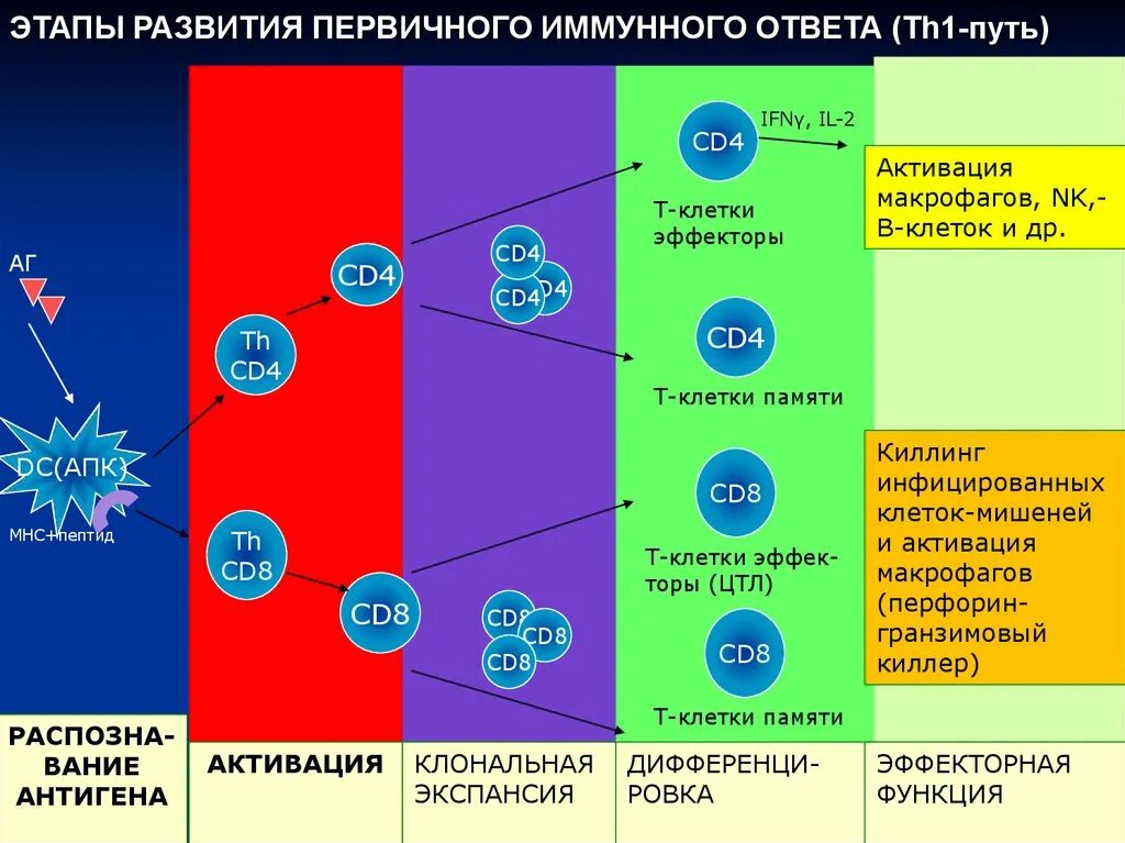 Схема th1 иммунного ответа. Этапы формирования иммунного ответа. Эффекторная стадия иммунного ответа. Этапы клеточного и гуморального иммунитета. Этапы иммунного ответа