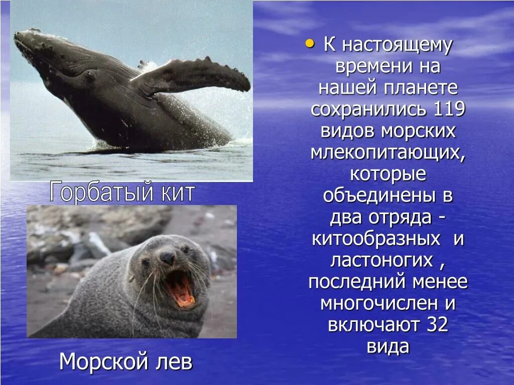 Ластоногие хоботные. Отряд ластоногие и китообразные. ластоногие и китообразные параллелизм. классификация ластоногих. морские млекопитающие отряд ластоногие и китообразные.