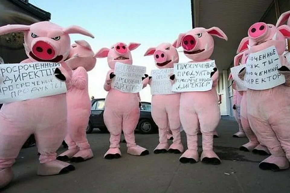 хрюши против ведущая светлана васильева. движение хрюши против. акция хрюши против. васильева елена сергеевна хрюши против. участники хрюши против.