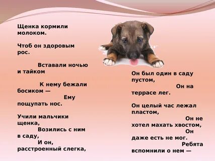 Правила ухода за животными