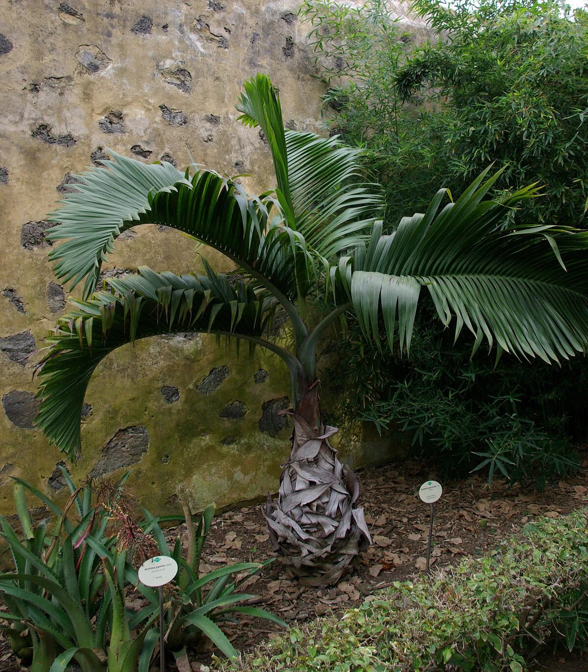 Бутылочная пальма. Гиофорба бутылочная пальма. hyophorbe lagenicaulis. гиофорба вершаффельта. пальма комнатная гиофорба.