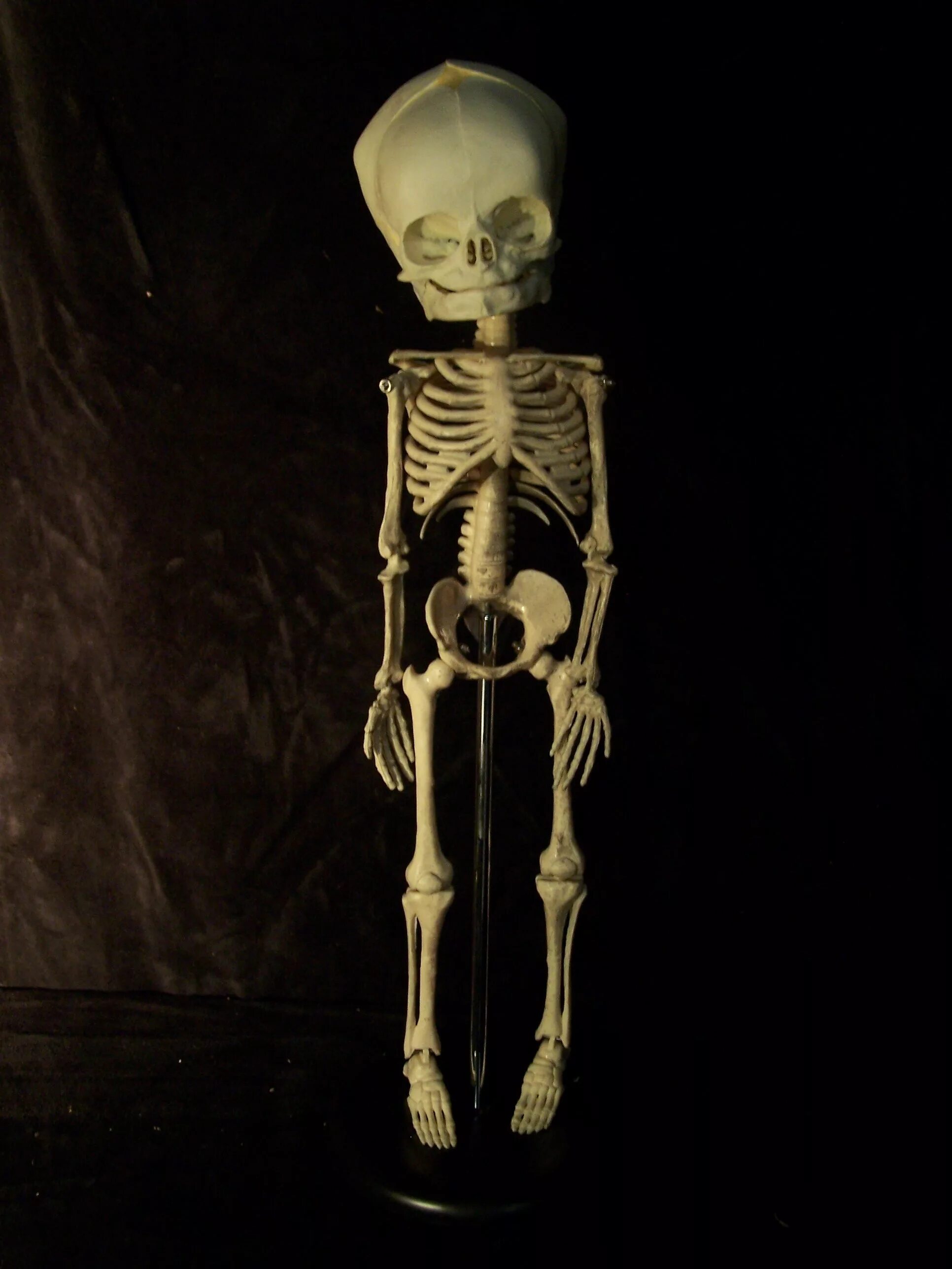 Скелет человека в полный рост. Скелет человека. Скелет человека на штативе (85 см). Скелет 6. Скелет 6.