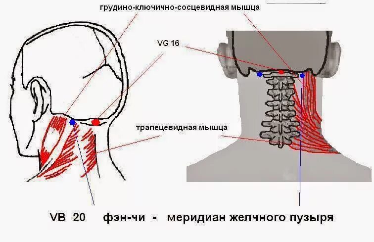 Часть шеи ниже затылка. Точка VG 16 фэн фу. Точка vb20 фэн-чи. Точки фэн фу и фэн чи. Массаж точки фэн фу.