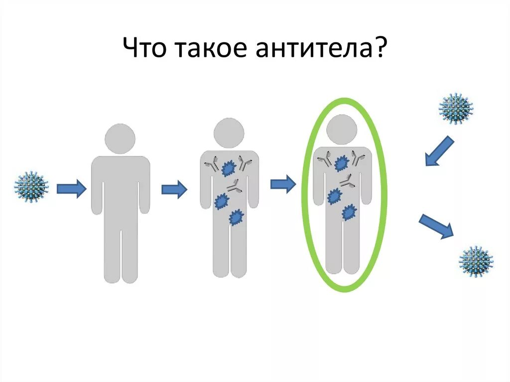 Выработка организмом антител. Антитела это. Антитела это простыми словами. Антитела картинки. Антитела в организме человека.