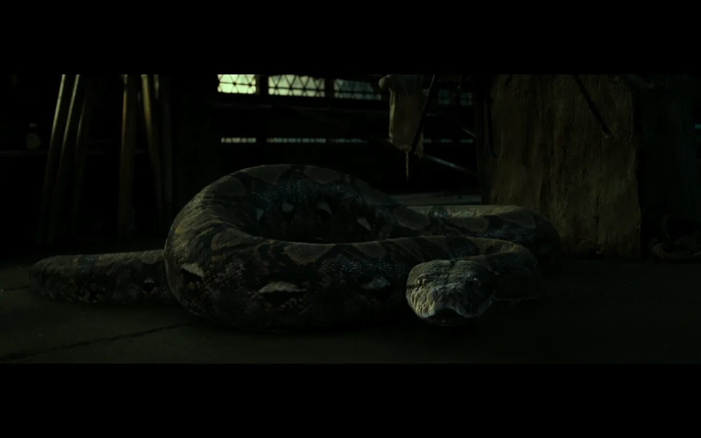 Нагайна поттер. Нагайна поттер. Нагайна фантастические твари. Змея волан де морта нагайна. Нагайна поттер.