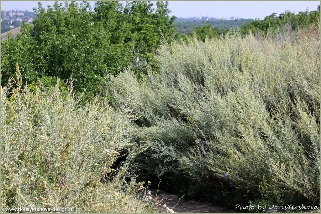 Заросшей полынью. Полынь степная чернобыльник. Полынь степная чернобыльник. Полынь каспийская artemisia caspica. Полынья заросли.