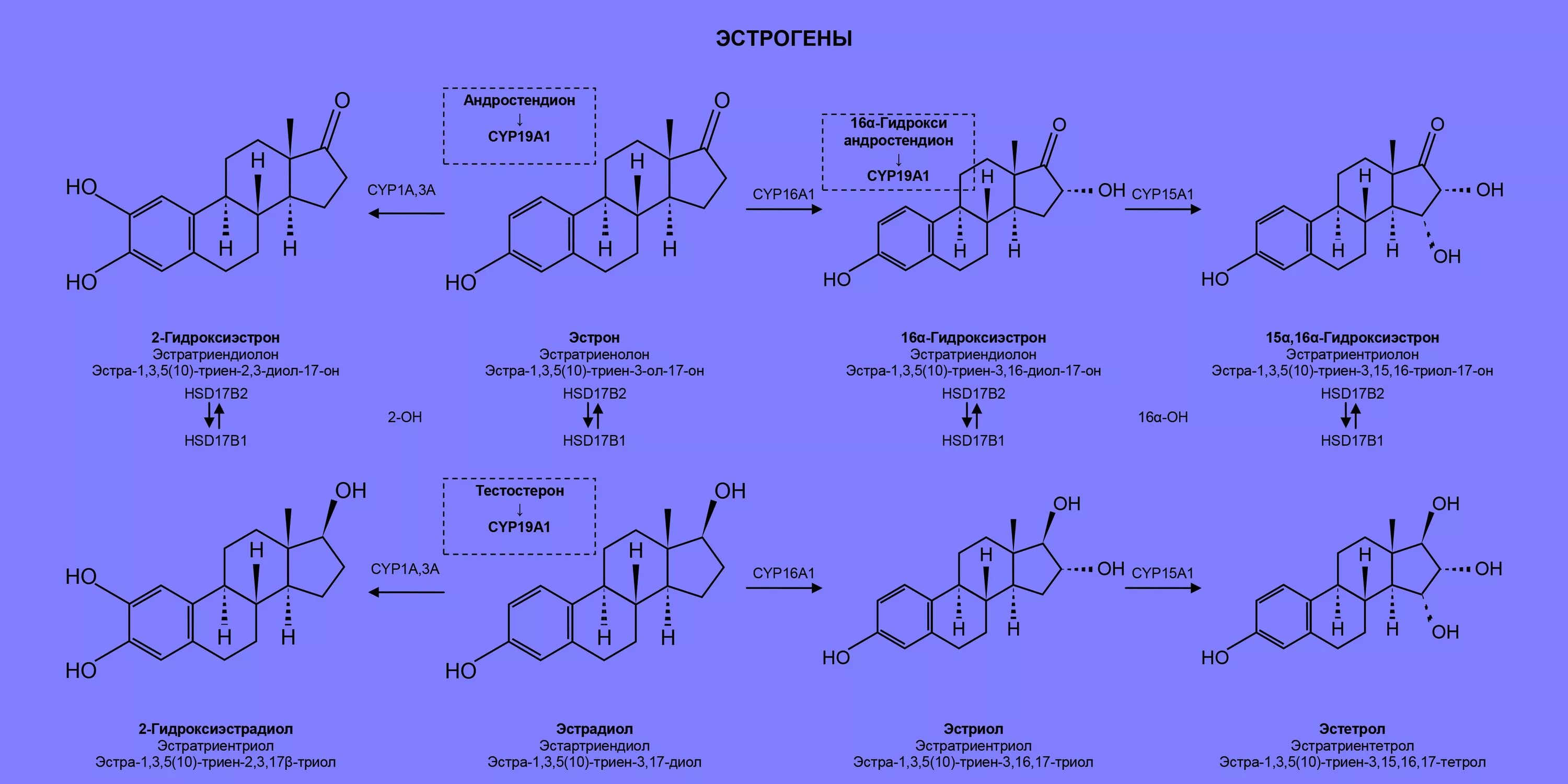 Как снизить уровень эстрогенов. Эстроген формула структурная. Стероидогенез эстрогенов. Эстрадиол ацилирование. Эстрадиол функциональные группы.