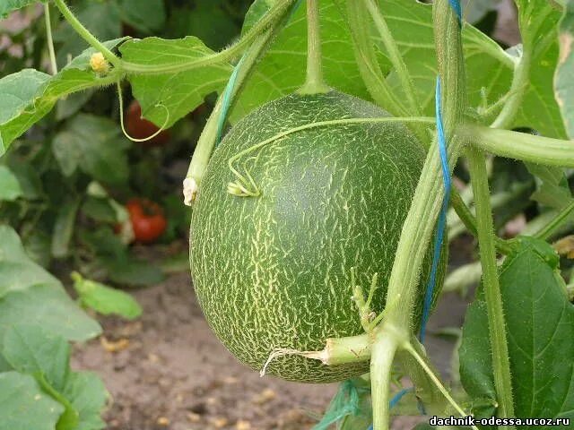 Сорта дыни для теплицы. Дыня в теплице. сорта тепличных дынь. дыни в теплице сорта. дыня в теплице в подмосковье.