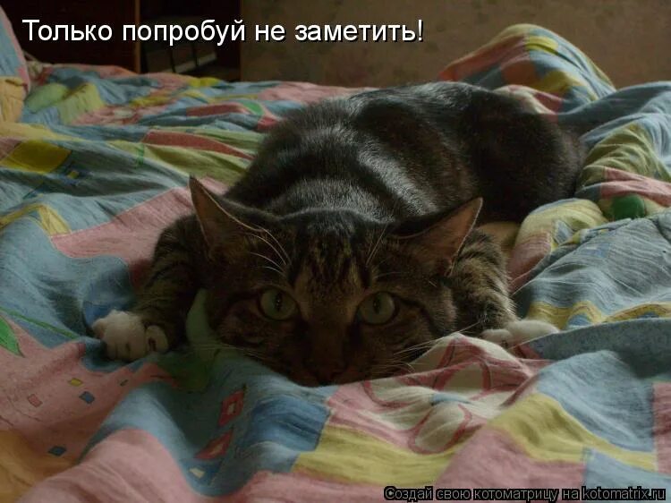 Попробуй не заметь. Плющит. Плющит картинки. Кота плющит. Плющит плющит.