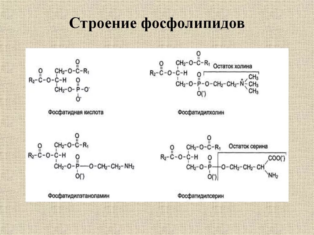 Строение фосфолипида. Фосфолипиды химическая структура. Химическое строение фосфолипидов. Строение фосфолипидов формула. Общая формула фосфолипидов.